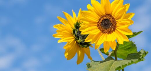 De betekenis van de 30 mooiste bloemen