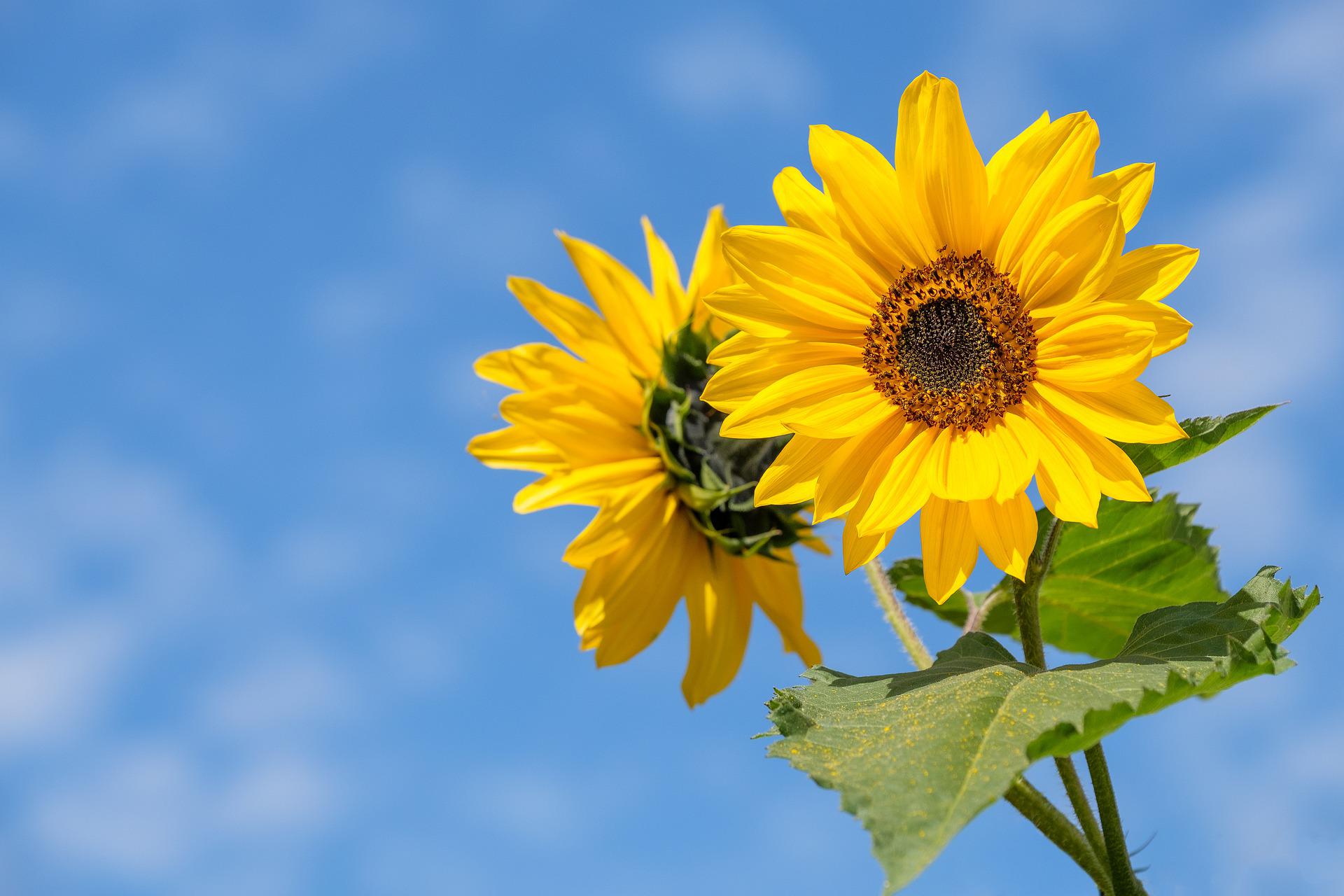 De betekenis van de 30 mooiste bloemen