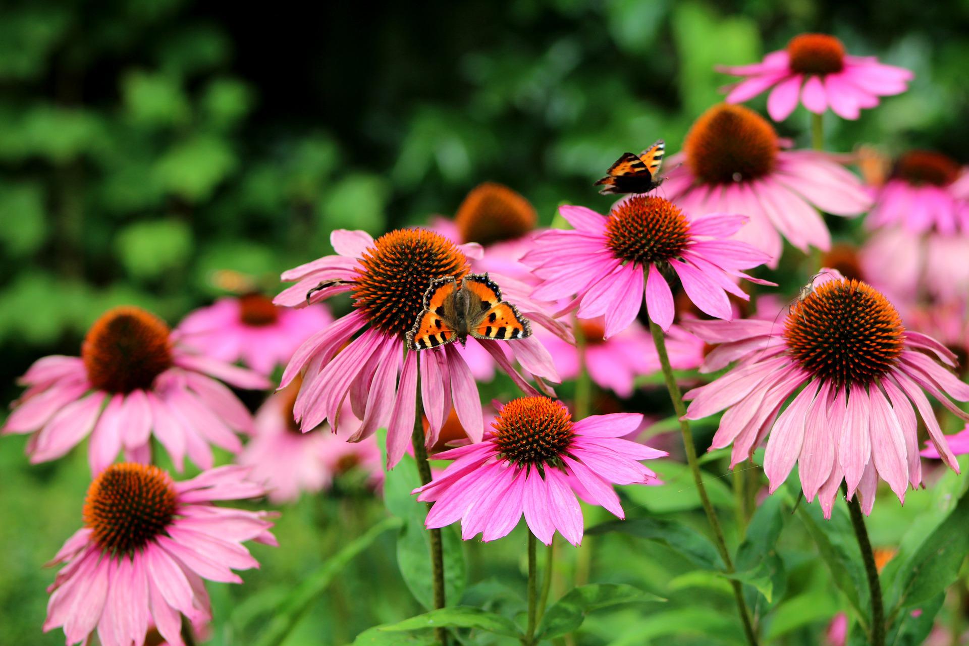 Echinacea kweken met zaden