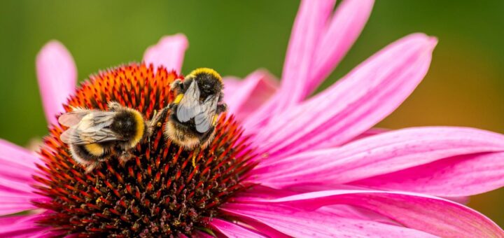 Echinacea kweken uit zaden