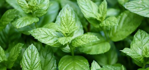 Munt planten of Mentha, medicinaal en keukengebruik