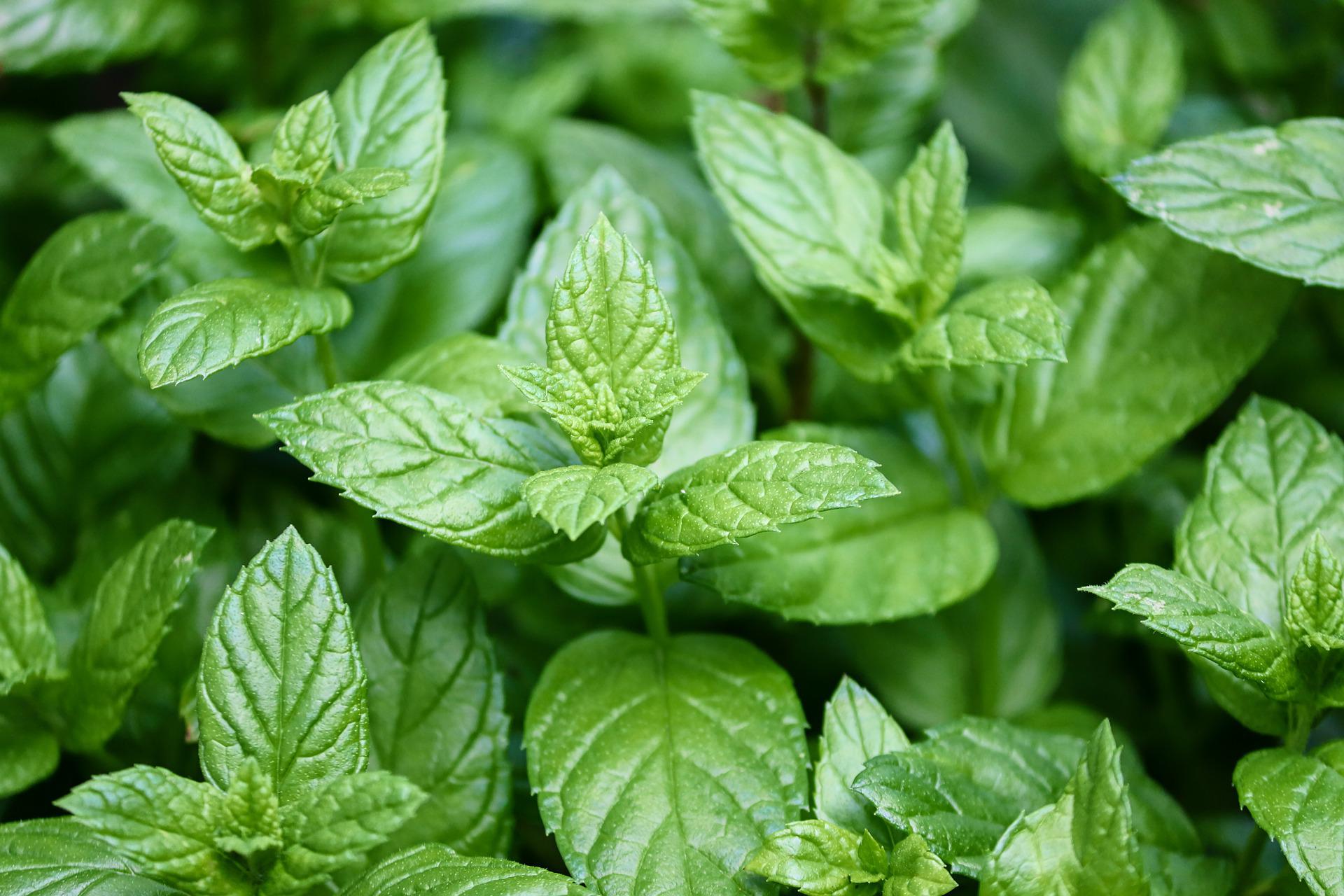 Munt planten of Mentha, medicinaal en keukengebruik