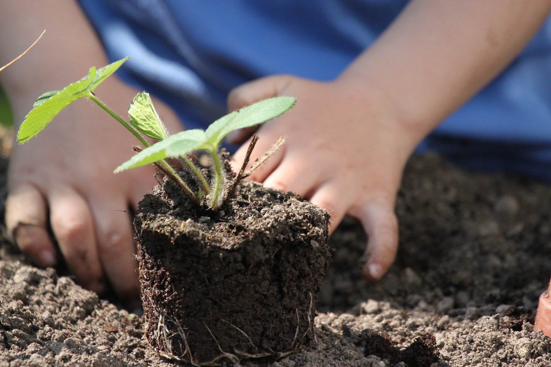 Wanneer tuinplanten in de grond planten