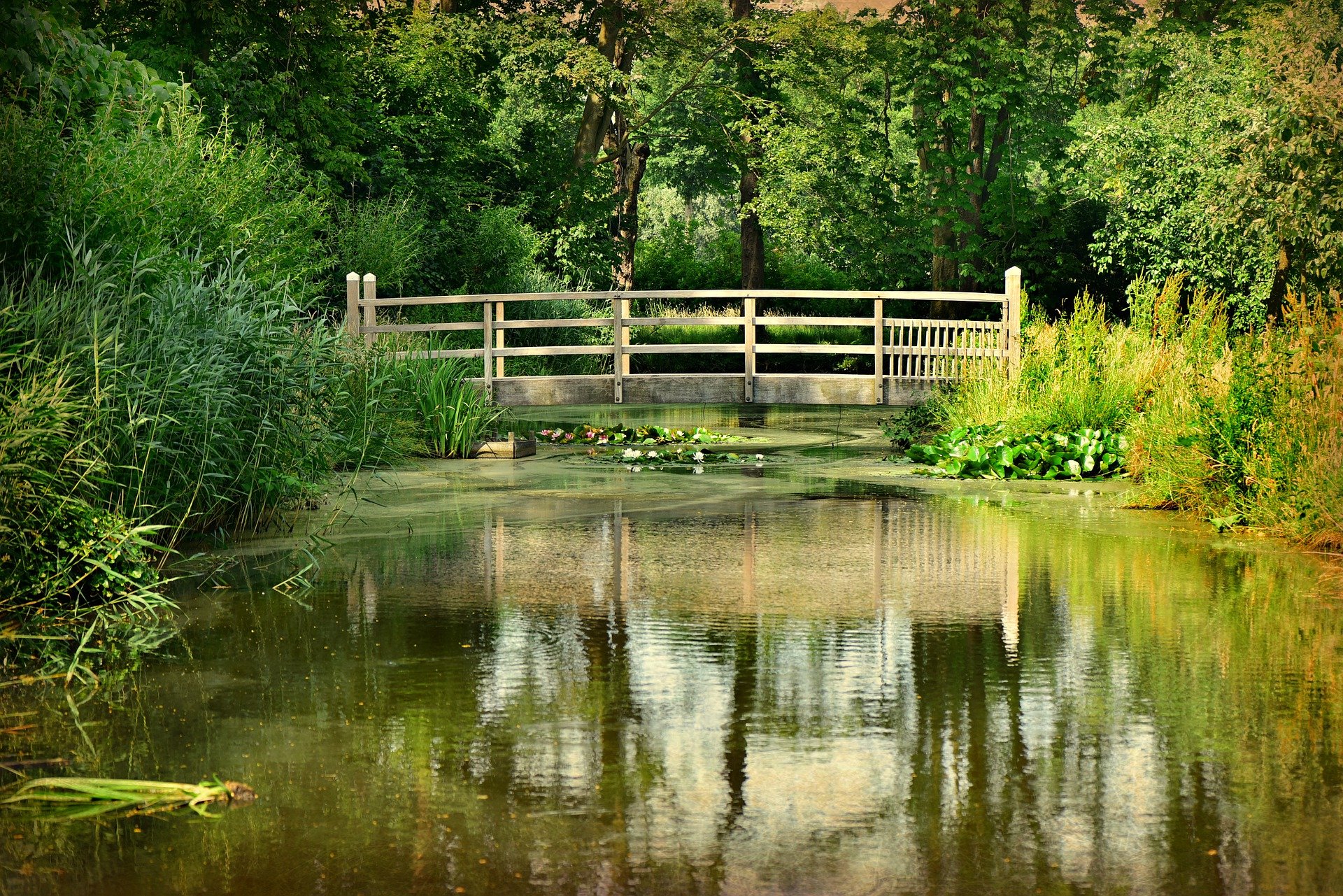 Zwemvijver-tuinvijver