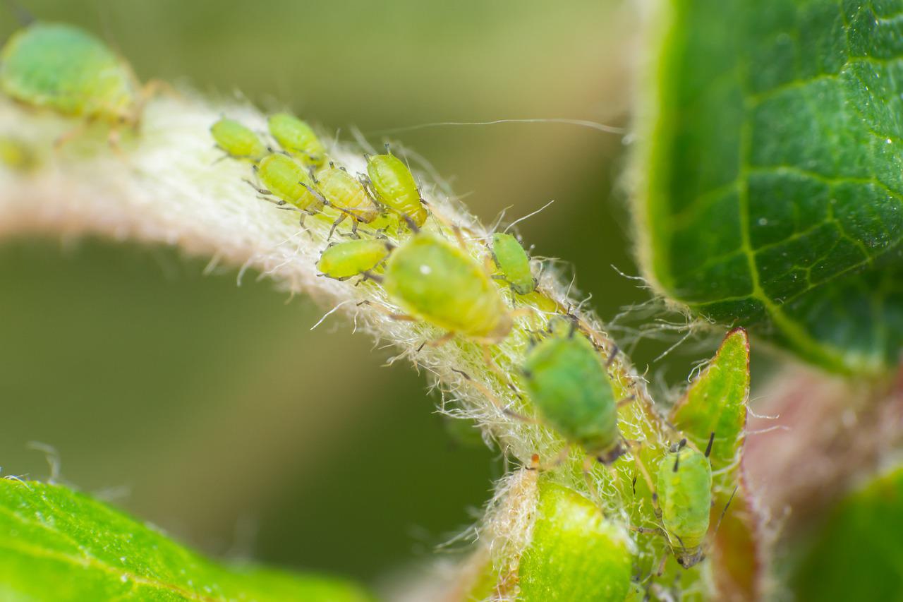 biologisch tuinieren bladluizen