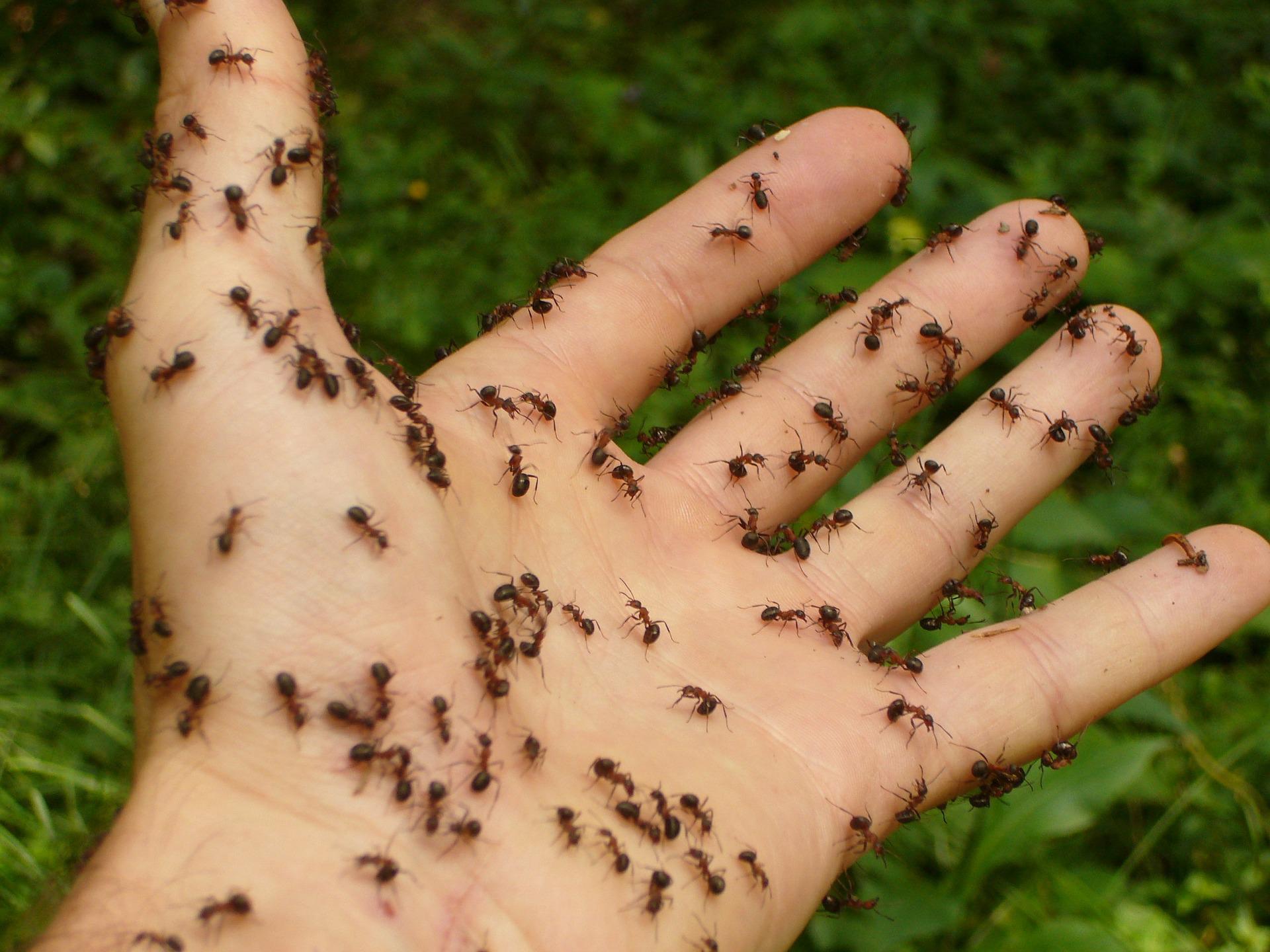 biologisch tuinieren mieren verjagen
