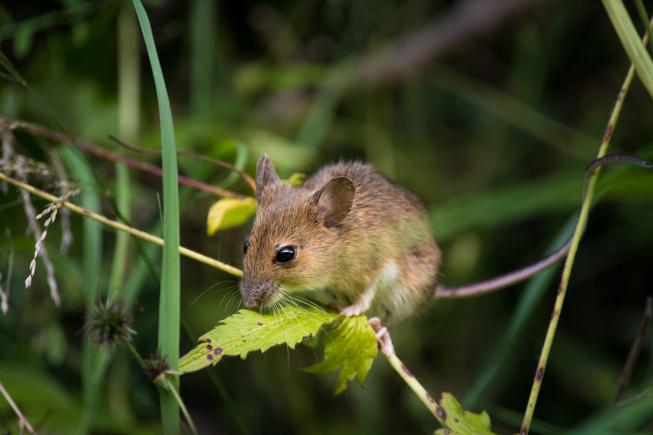 biologisch tuinieren muizen