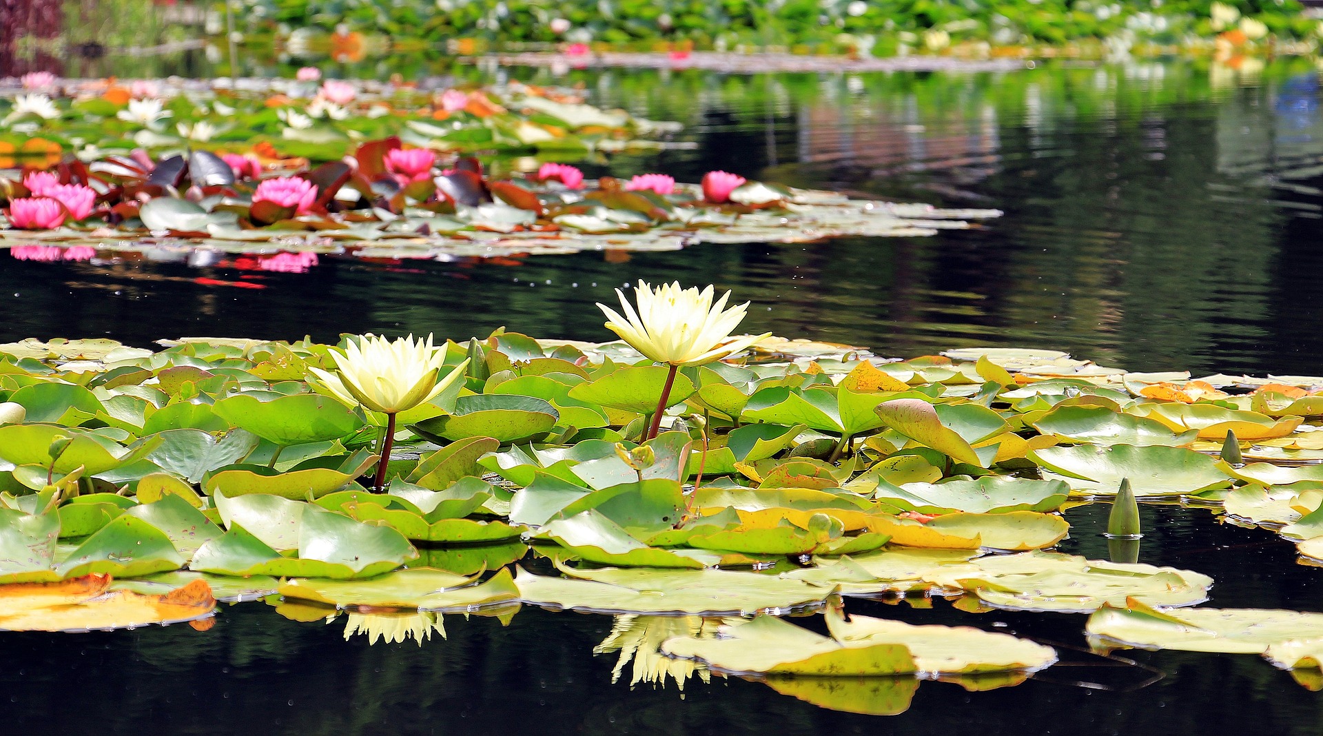 tuinvijver of zwemvijver in de tuin