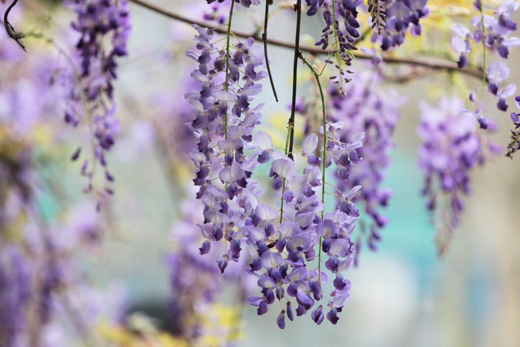 Blauwe Regen of Wisteria