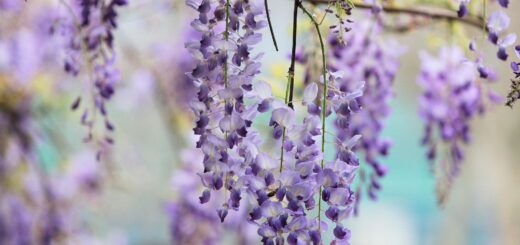 Blauwe Regen of Wisteria