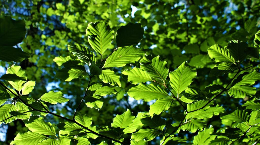 Haagplanten planten en verzorgen