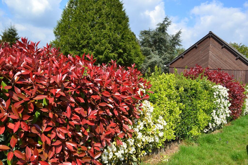 Haagplanten planten en verzorgen