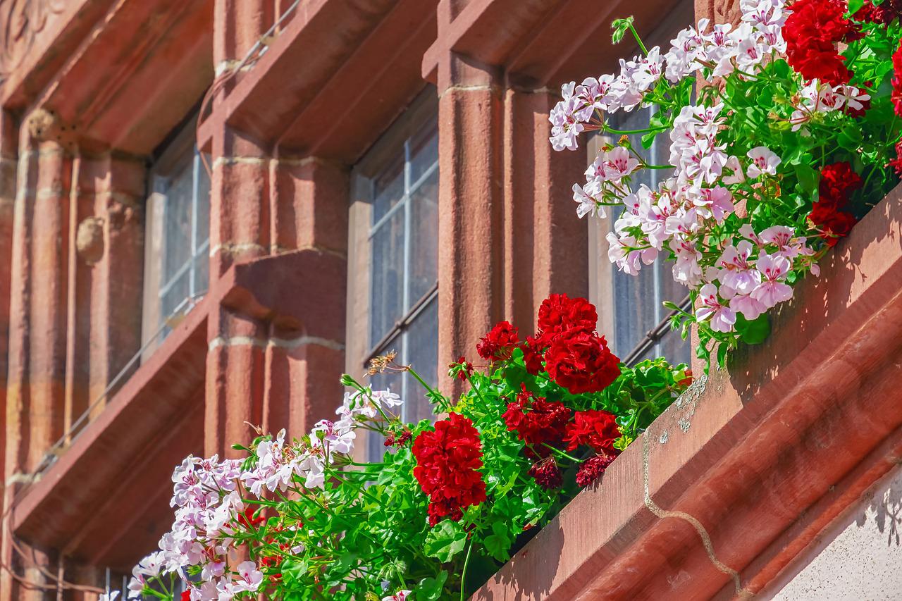 Hoe een geranium of ooievaarsbek planten: praktische tips